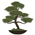 Artistic Bonsai Tree With Curved Branches Lush Green Foliage And Mossy Base