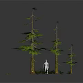 Three Different Height Pine Trees With White Silhouette On White Base Against Black Background