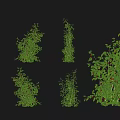 raspberry red raspberry fruit sapling crops fruit tree raspberry plump red raspberry fruit tree shrub fruit 3d model