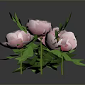 Fresh Pink Peonies Bouquet With Lush Green Leaves And Vibrant Blooms