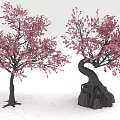 Beautiful Cherry Blossom Trees With Pink Flowers Straight And Curved Trunks