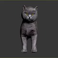Gray Cat With Yellow Eyes Standing On Dark Background With Fluffy Fur And Reflection