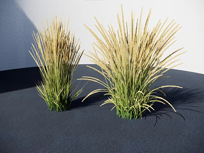 Tall Herbaceous Plants with Slender Yellowish Green Leaves Against White Wall and Dark Ground 3d model