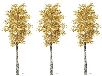 Three Deciduous Trees With Golden Foliage And White Trunks Standing Together 3d model