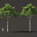 Two Tall Green Trees With Lush Foliage Standing Beside Small Human Figure