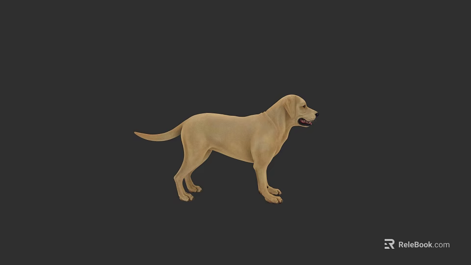 Realistic 3D Model Of Yellow Labrador Dog Standing On Dark Background 3d model 