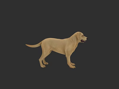Realistic 3D Model Of Yellow Labrador Dog Standing On Dark Background 3d model