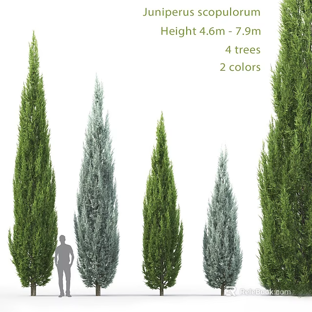 Tall Evergreen Arborvitae Trees Four Specimens With Two Color Variations For Landscaping 3d model 