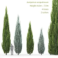 Tall Evergreen Arborvitae Trees Four Specimens With Two Color Variations For Landscaping