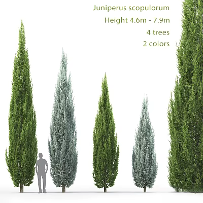 Tall Evergreen Arborvitae Trees Four Specimens With Two Color Variations For Landscaping 3d model