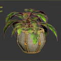 Lush Green Leaf Plant with Brown Straps and Orange Accents in Stone Pot