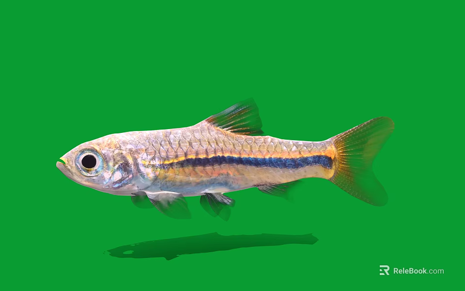Small Silver Freshwater Fish With Blue Stripe Isolated On Green Background 3d model 