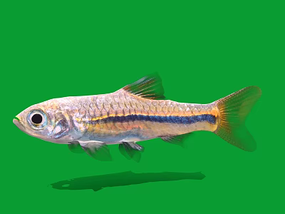 Small Silver Freshwater Fish With Blue Stripe Isolated On Green Background 3d model