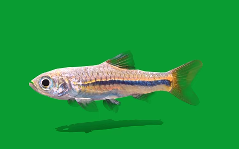 Modern ornamental fish blue line parrot fish 3d model