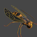 Detailed Wasp Insect With Compound Eyes Antennae And Yellow Black Stripes On Dark Background