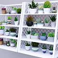 Various Potted Plants On White Grid Shelves With Different Pots Succulents And Green Plants