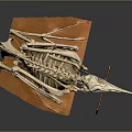 Modern Skeleton Moonbird Skeleton Cormorant Skeleton 3d model