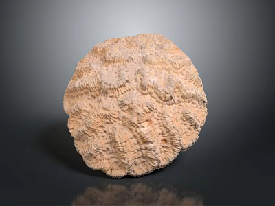 Detailed View Of Sea Urchin Shell With Circular Shape Complex Texture Light Brown Color 3d model