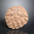 Detailed View Of Sea Urchin Shell With Circular Shape Complex Texture Light Brown Color