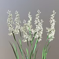 Fresh Herbaceous Plants With White Flowers Green Stems And Leaves