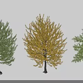 Three Arbor Trees Featuring Green And Yellow Foliage In Natural Setting