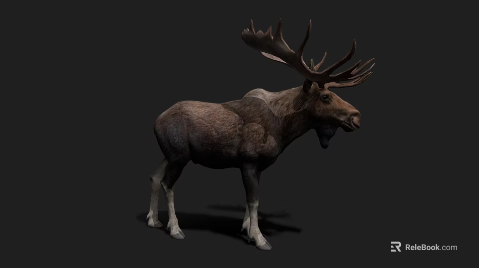 Large Antlered Moose With Brown Fur And White Legs In Dark Background 3d model 