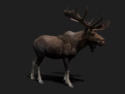 Large Antlered Moose With Brown Fur And White Legs In Dark Background 3d model