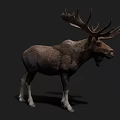 Large Antlered Moose With Brown Fur And White Legs In Dark Background