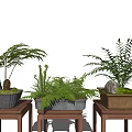 Bonsai Potted Plants With Various Green Foliage On Wooden Stands And Stone Decorations