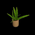 Green Plant with Wavy Leaves in Beige Pot for Home Decoration