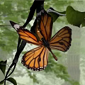 Monarch Butterfly Flying Among Green Leaves And Tree Branches With Vibrant Orange Wings