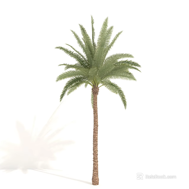 Tall Palm Tree With Slender Trunk And Feathery Fronds For Tropical Landscaping 3d model 