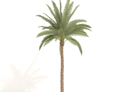 Tall Palm Tree With Slender Trunk And Feathery Fronds For Tropical Landscaping 3d model