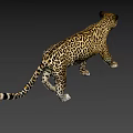 Graceful Spotted Leopard Walking In Sunlit Natural Habitat With Distinctive Fur