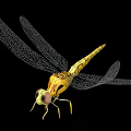 modern dragonfly 3d model