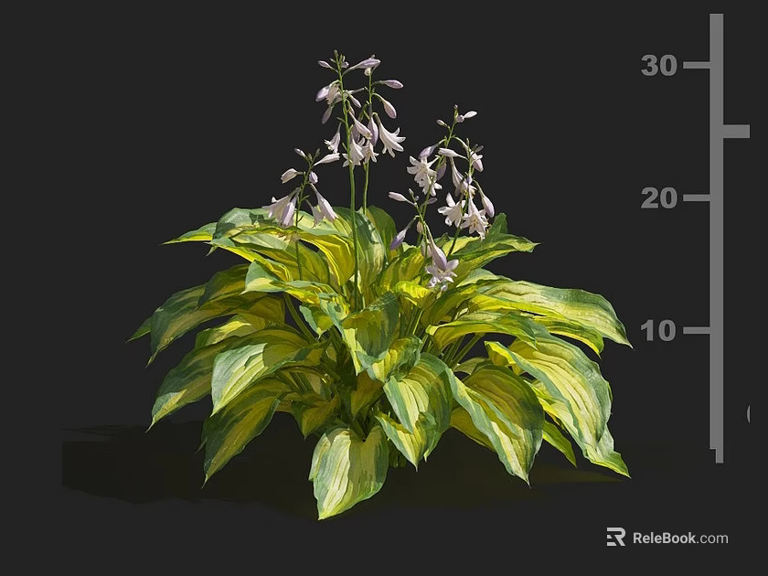 Lush Variegated Foliage Plant With Purple Bell Flowers And Yellow Stripes 3d model 