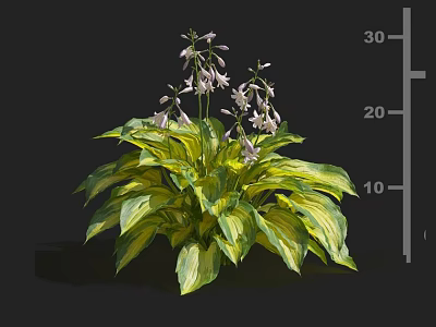 Lush Variegated Foliage Plant With Purple Bell Flowers And Yellow Stripes 3d model