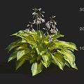 Lush Variegated Foliage Plant With Purple Bell Flowers And Yellow Stripes