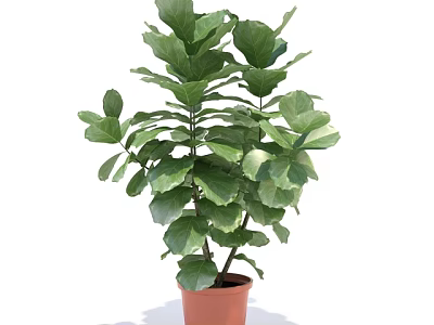 Indoor Bonsai Potted Plant with Lush Green Dense Leaves in Brown Pot 3d model