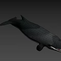Realistic 3D Whale Model With Open Mouth Sharp Teeth And Dark Background 3d model