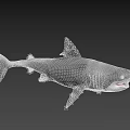 Gray Shark With Open Mouth And Sharp Teeth As Aquatic Animal 3d model
