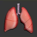Detailed Human Chest Organs 3D Rendered Lungs With Trachea Anatomical Structure 3d model