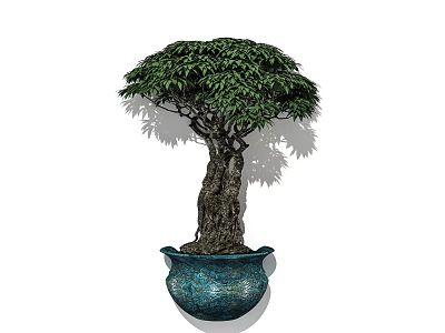 Decorative Bonsai Plant With Thick Trunk Lush Green Leaves And Blue Ceramic Pot 3d model