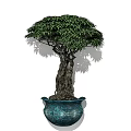 Decorative Bonsai Plant With Thick Trunk Lush Green Leaves And Blue Ceramic Pot