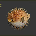 Inflated pufferfish displaying orange white coloration with sharp spines and large eyes