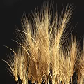 Bonsai Potted Wheat Plant with Golden Ears Slender Stems and White Pebbles Base