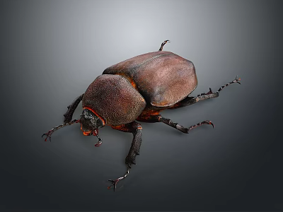Close Up View Of Detailed Brown Beetle With Shiny Exoskeleton And Long Legs 3d model