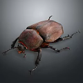 Close Up View Of Detailed Brown Beetle With Shiny Exoskeleton And Long Legs