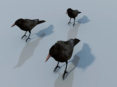 Three Black Birds With Orange Beaks And Claws Standing On Light Background With Shadows 3d model