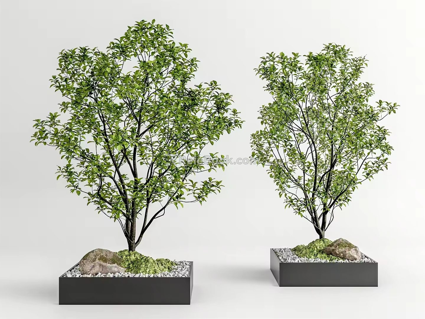 Modern Tree Pool Landscape Tree 3d model